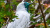Bellbirdstamp1