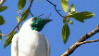 Bellbirdstamp2