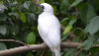 Bellbirdstamp3
