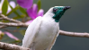 Bellbirdstamp4