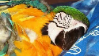 Parrotstamp1