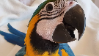 Parrotstamp2