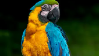 Parrotstamp3