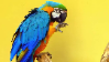 Parrotstamp4