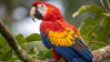 Parrotstamp5