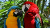 Parrotstamp7