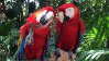Parrotstamp8