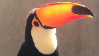 Toucanstamp1