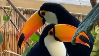 Toucanstamp2