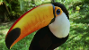 Toucanstamp3