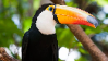 Toucanstamp4