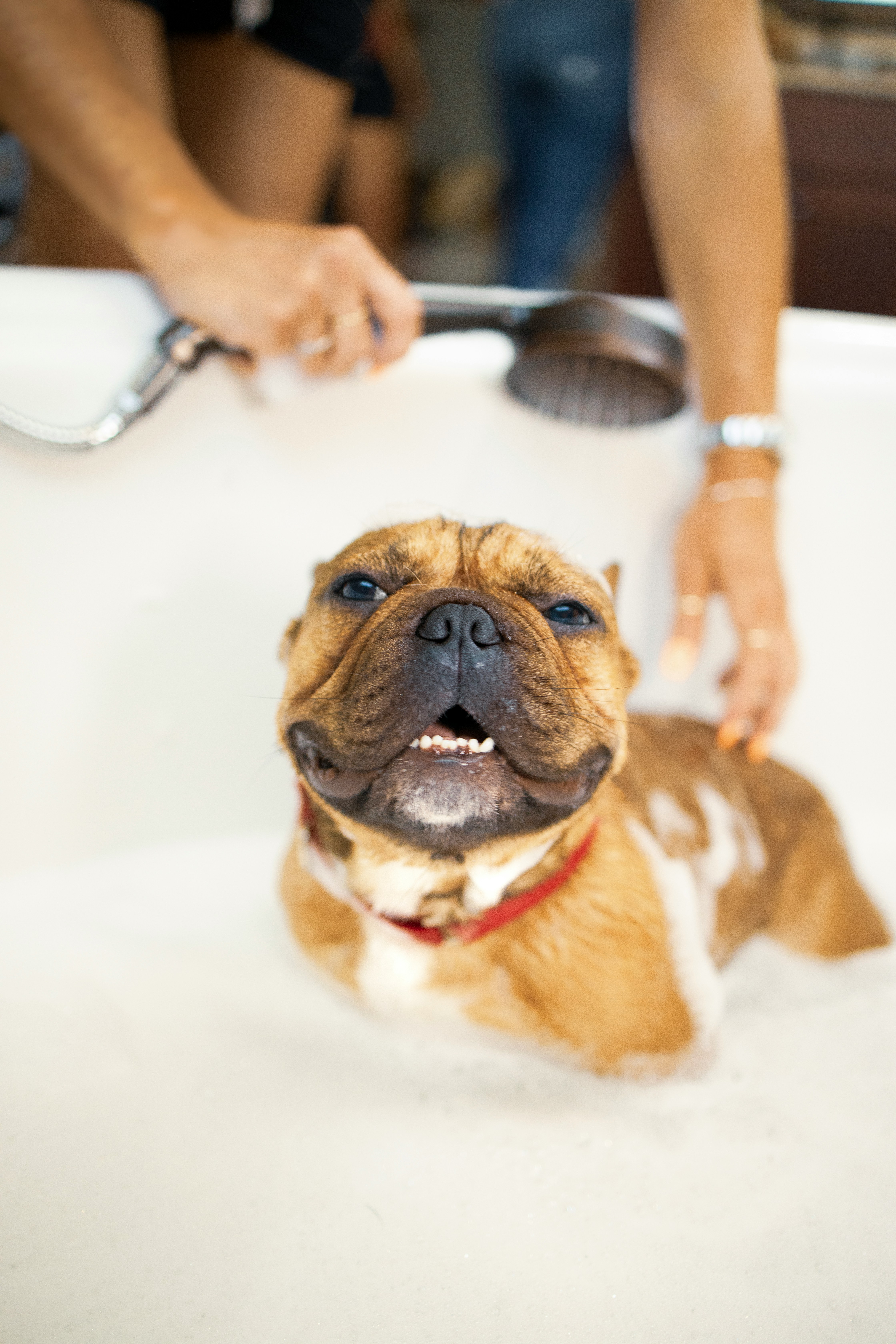 Pawlished Pet Grooming