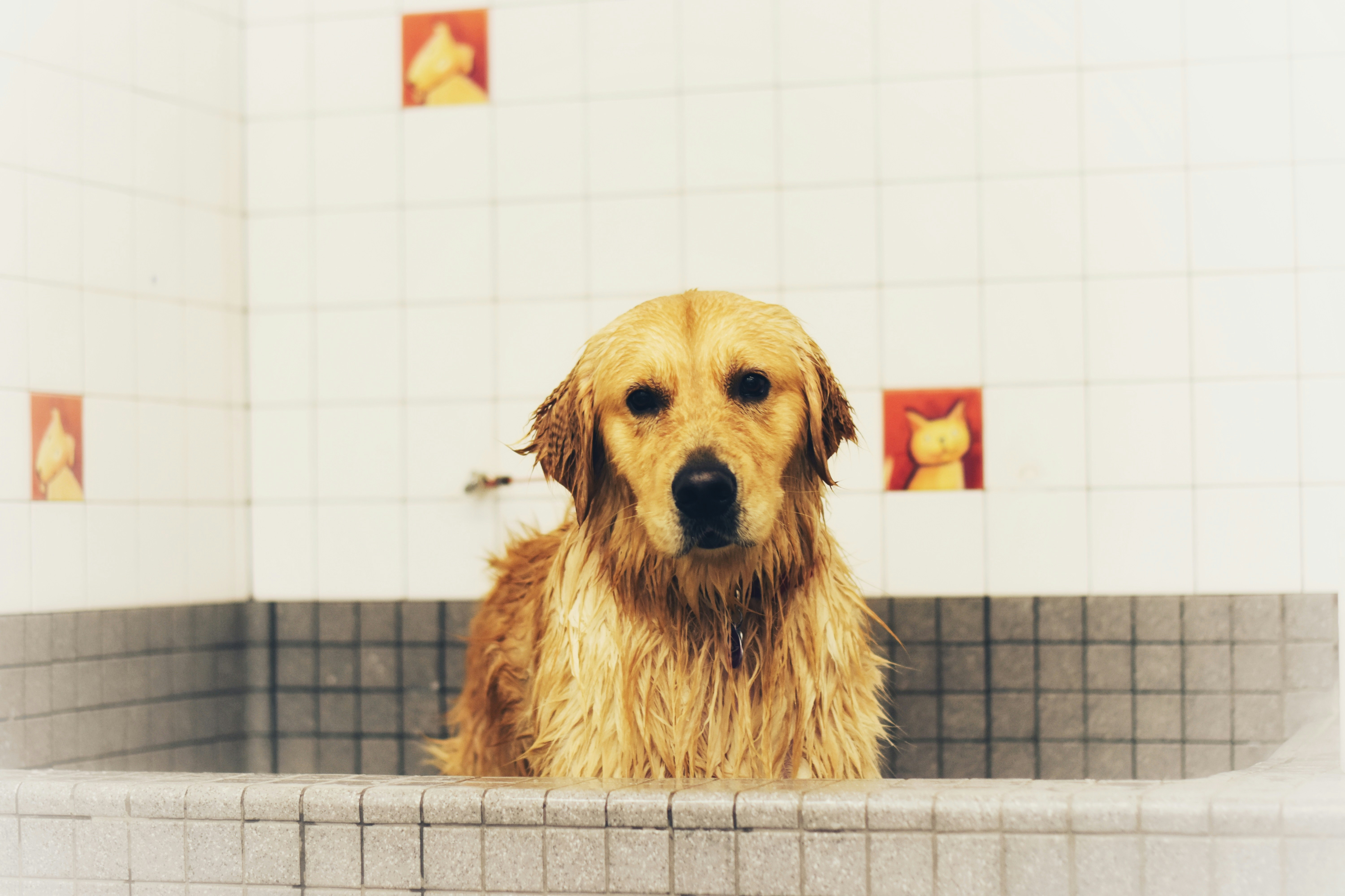 Groomer at work