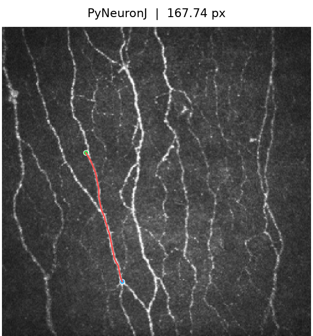 PyNeuronJ result