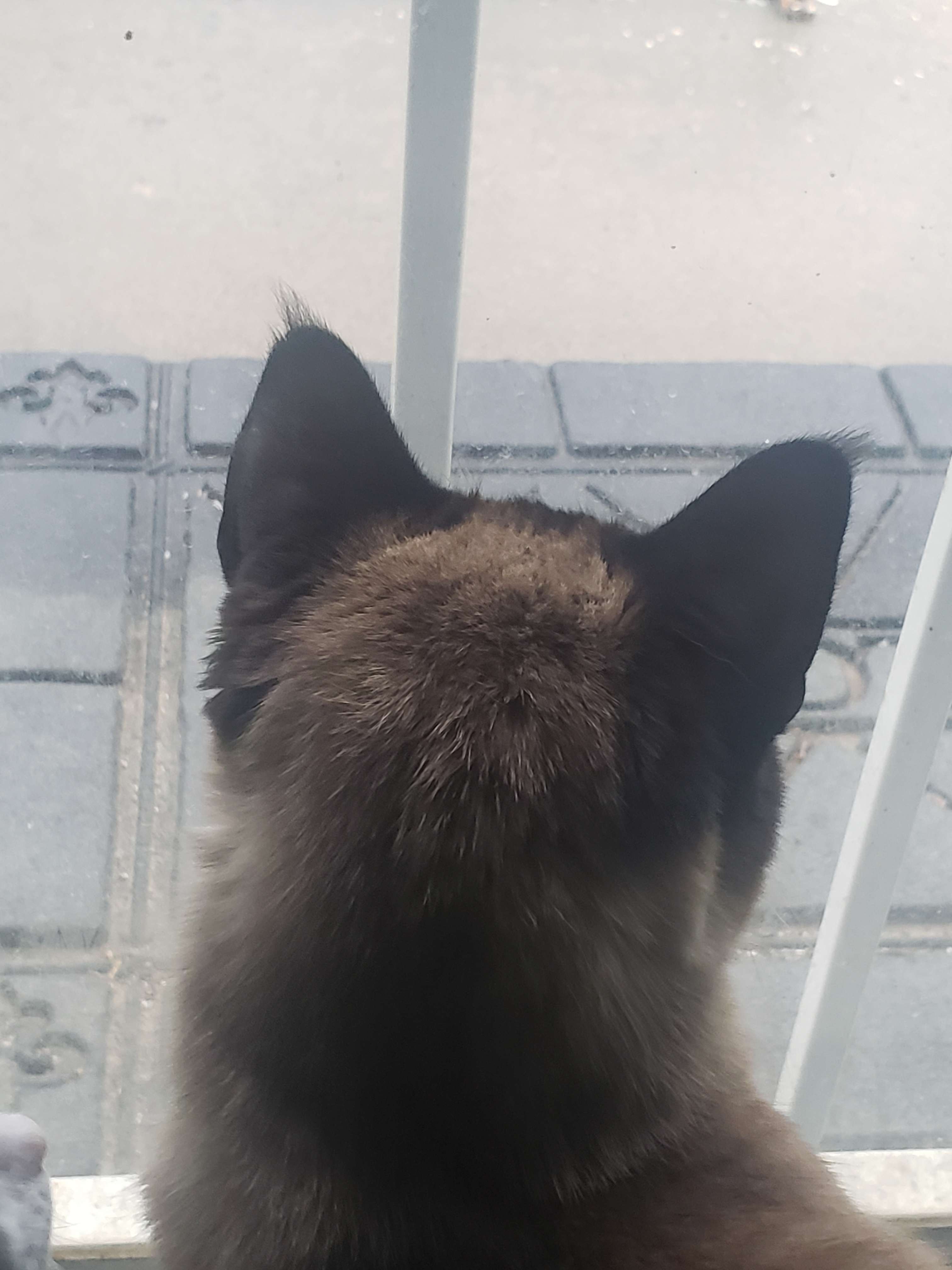 sam cat staring out the door at the rain