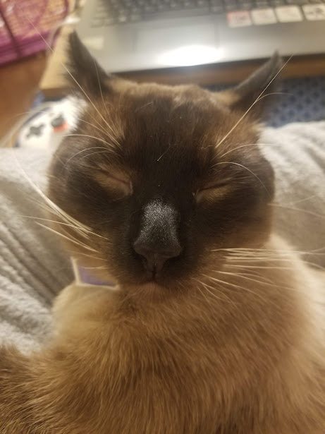 airplane ears sam