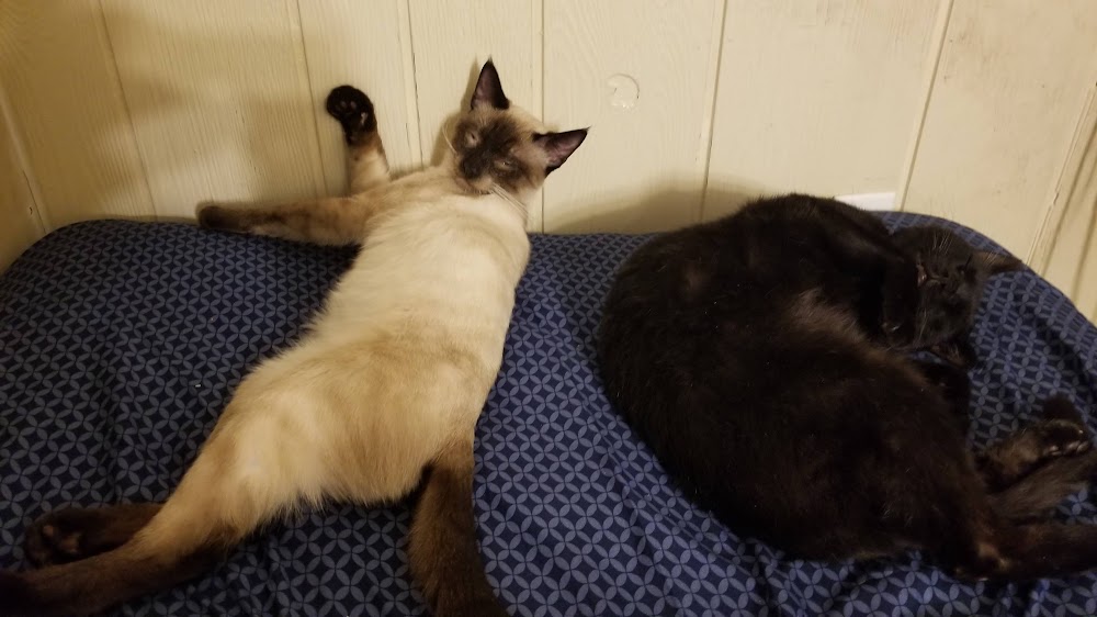 sam and jynx lay at the foot of the bed together