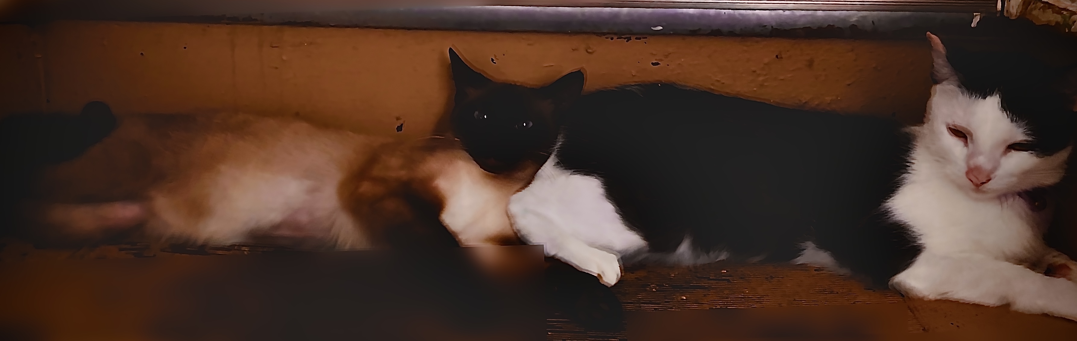 Cat Banner :D