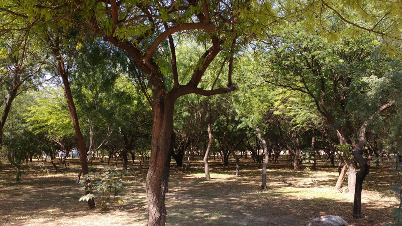 Parque Centenario Peñoles 1