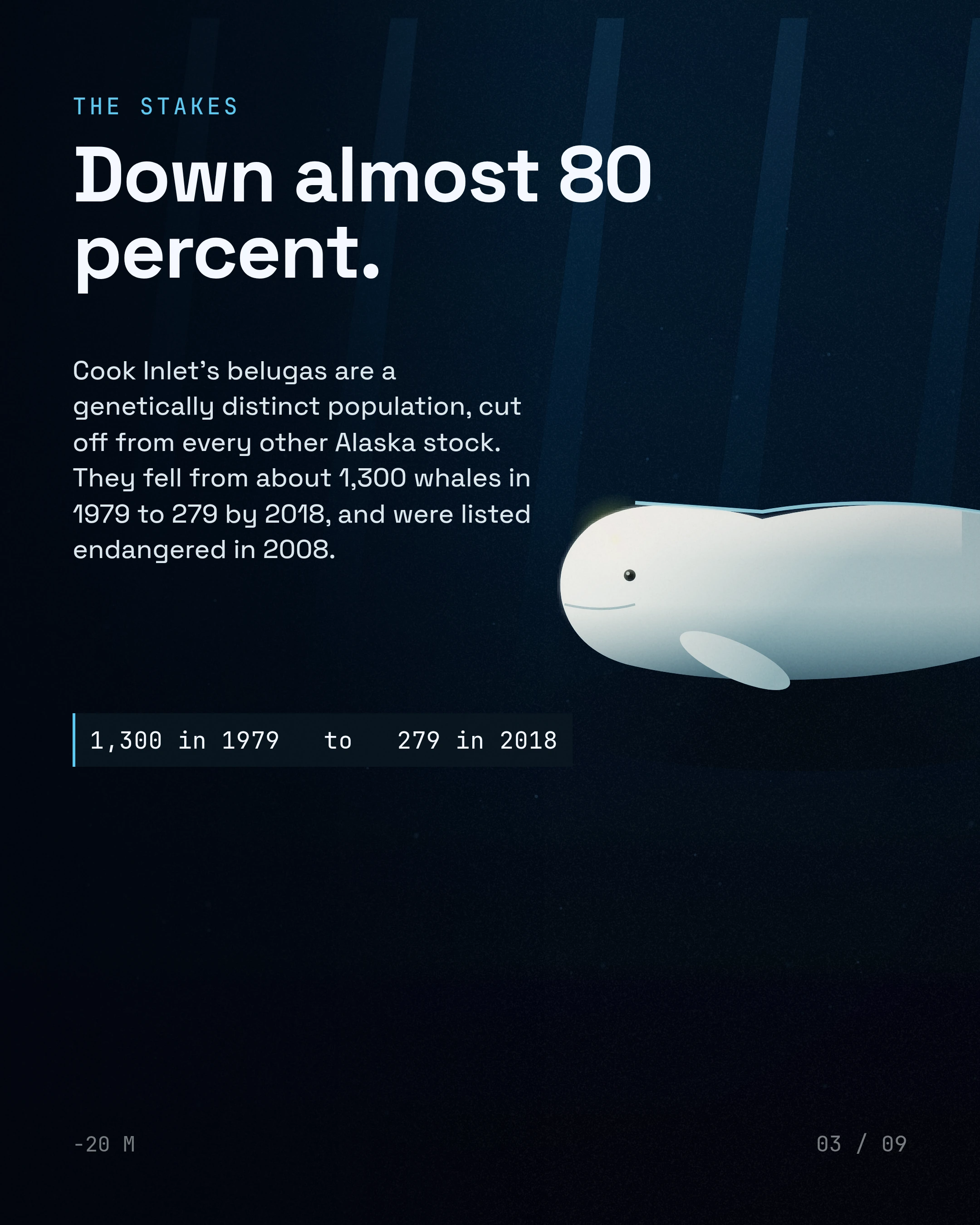 Down almost 80 percent. Cook Inlet's belugas are a genetically distinct population, cut off from every other Alaska stock. They fell from about 1,300 whales in 