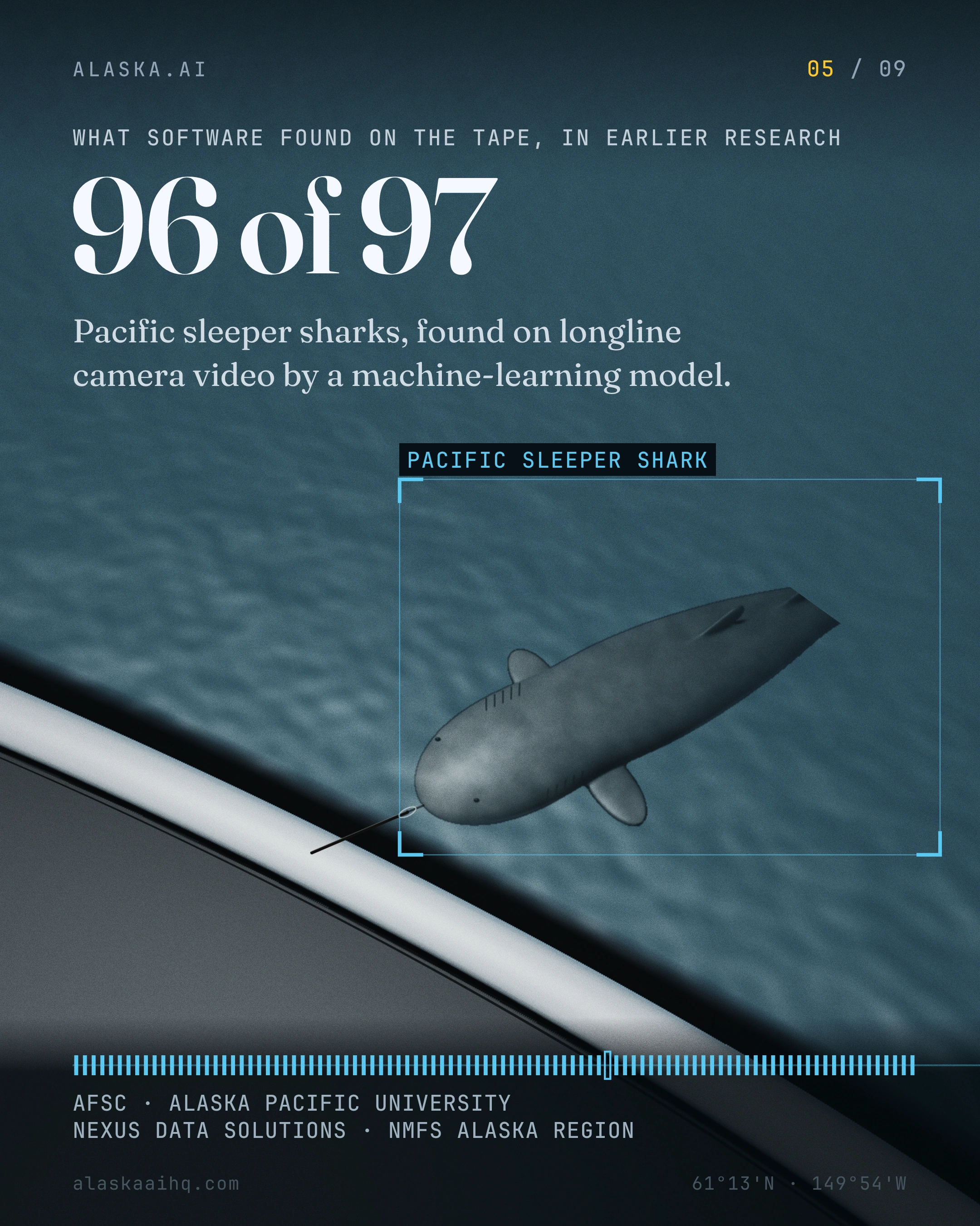 96 of 97. Pacific sleeper sharks, found on longline camera video by a machine-learning model