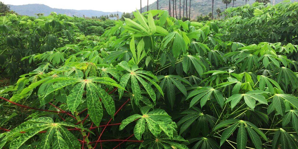 Cassava-leaf