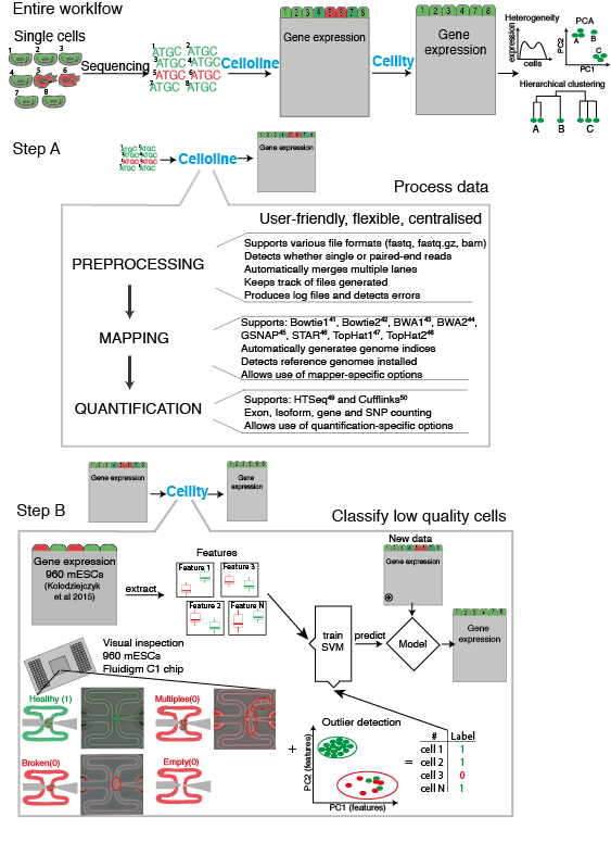 Diagram outlining the cellity workflow