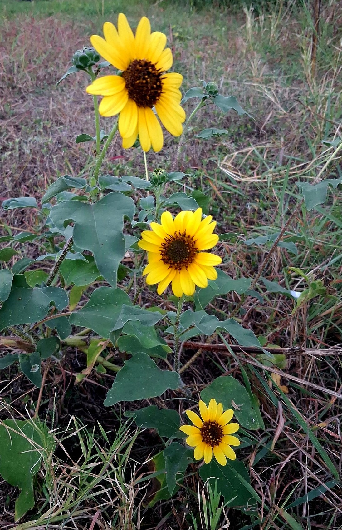 Wildflowers photographed by Alice