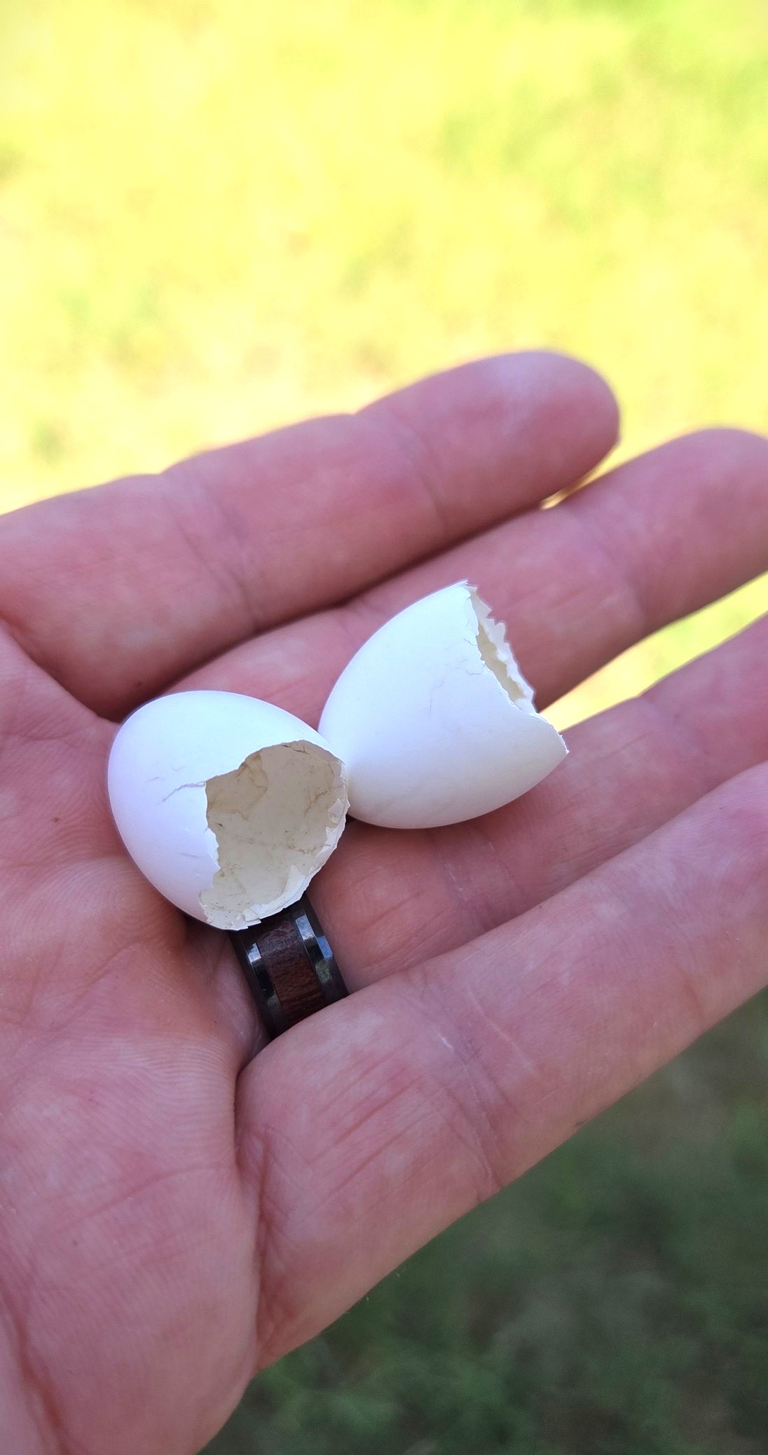 Two small cracked eggshells found in the grass