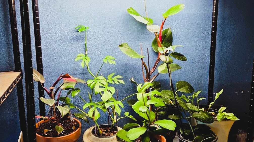 Indoor plant shelf under a grow light, philodendrons and monstera reaching up