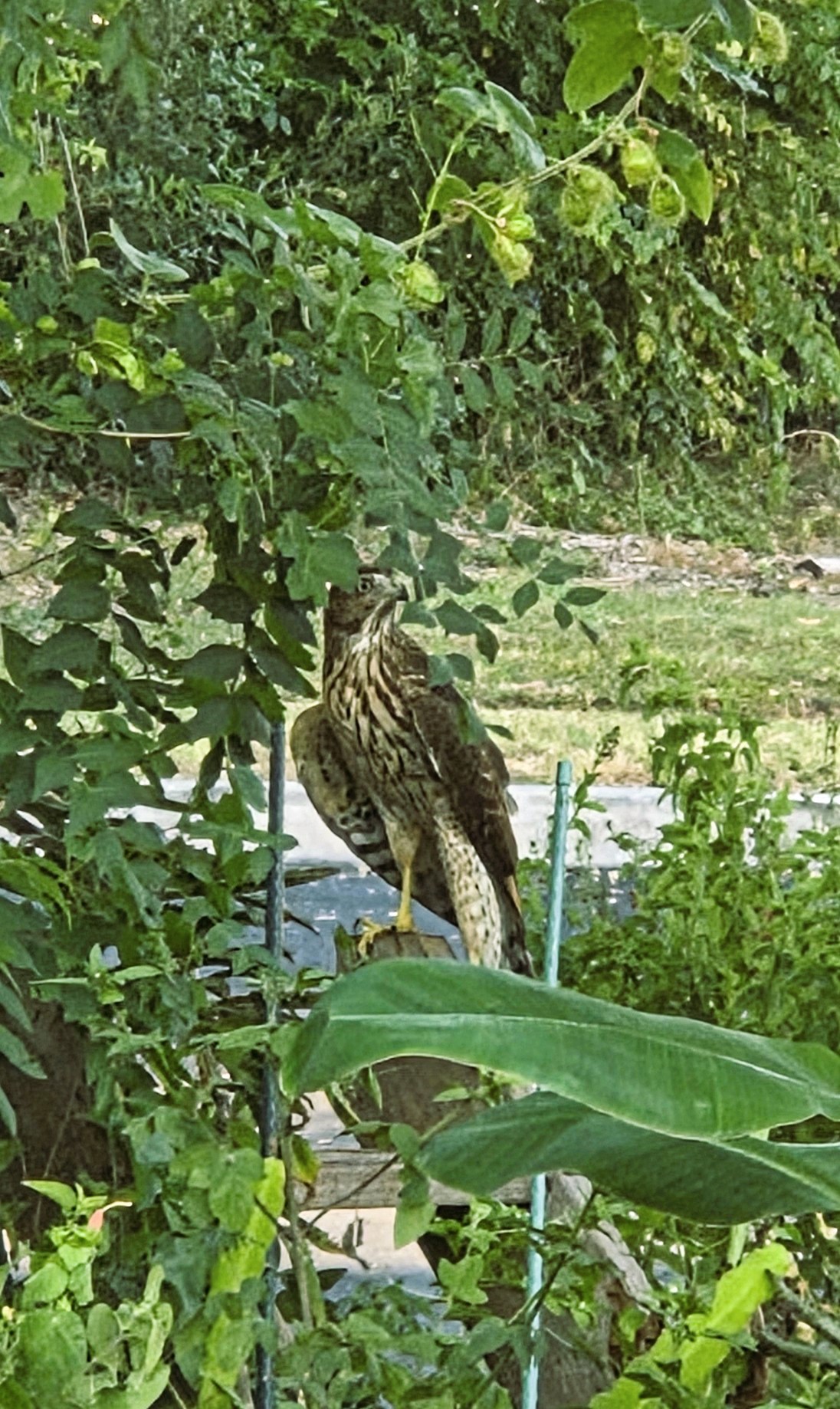 A Cooper's Hawk perched in the garden, watching the brush pile