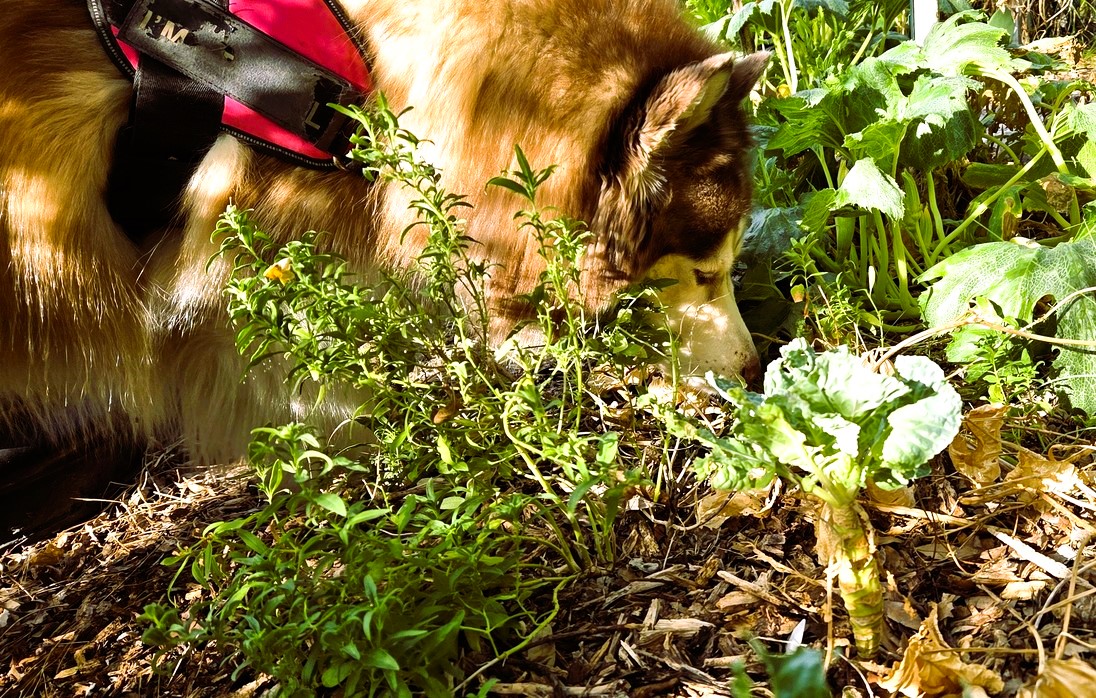 Billy the husky sniffing through the garden beds at LRH3