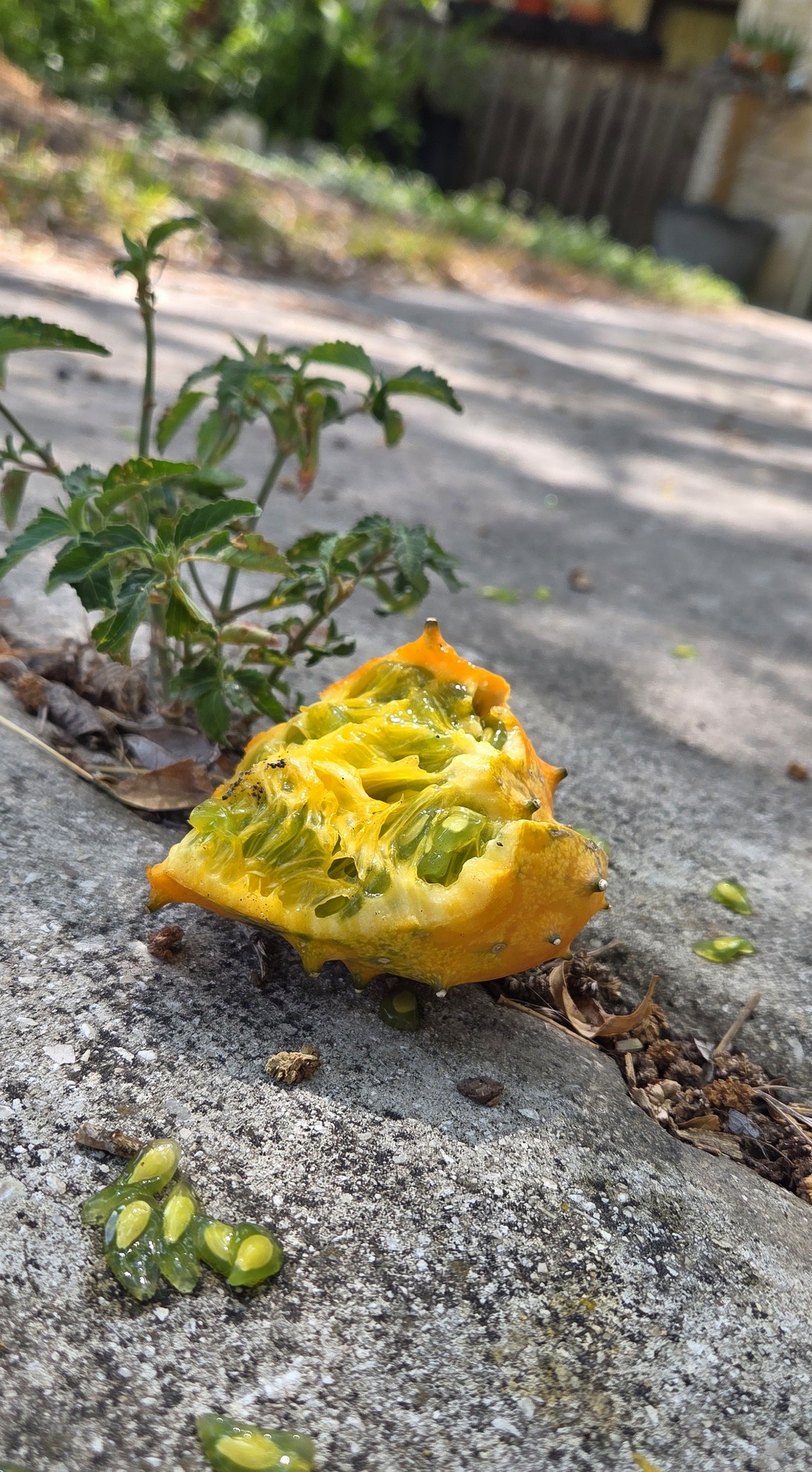 Horned melon torn open on the walkway