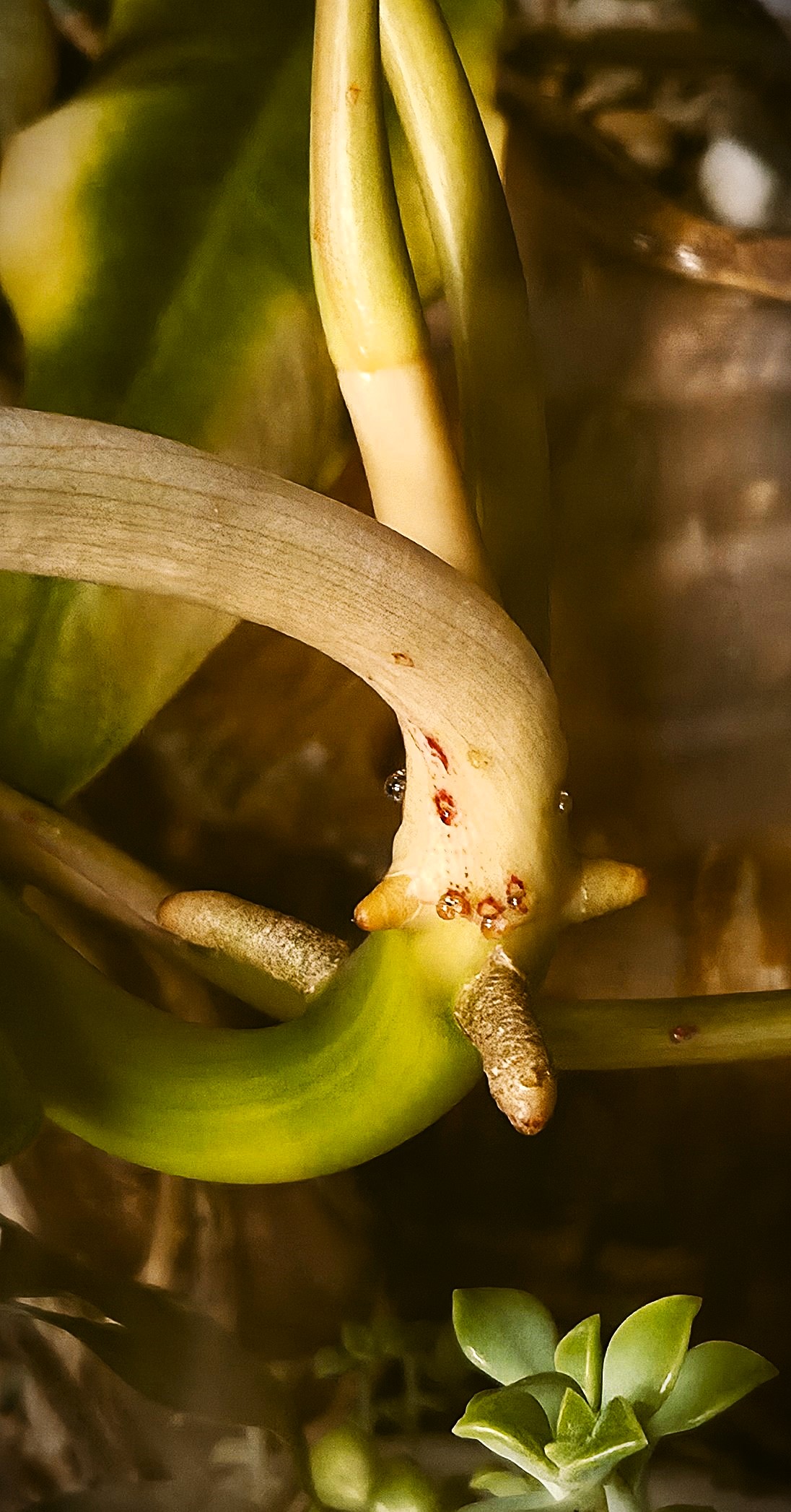 Aerial root pushing through the node sheath on a paviso verde philodendron stem