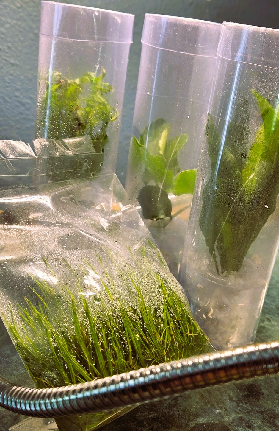 Dwarf hair grass and sword plants added to the guppy tank