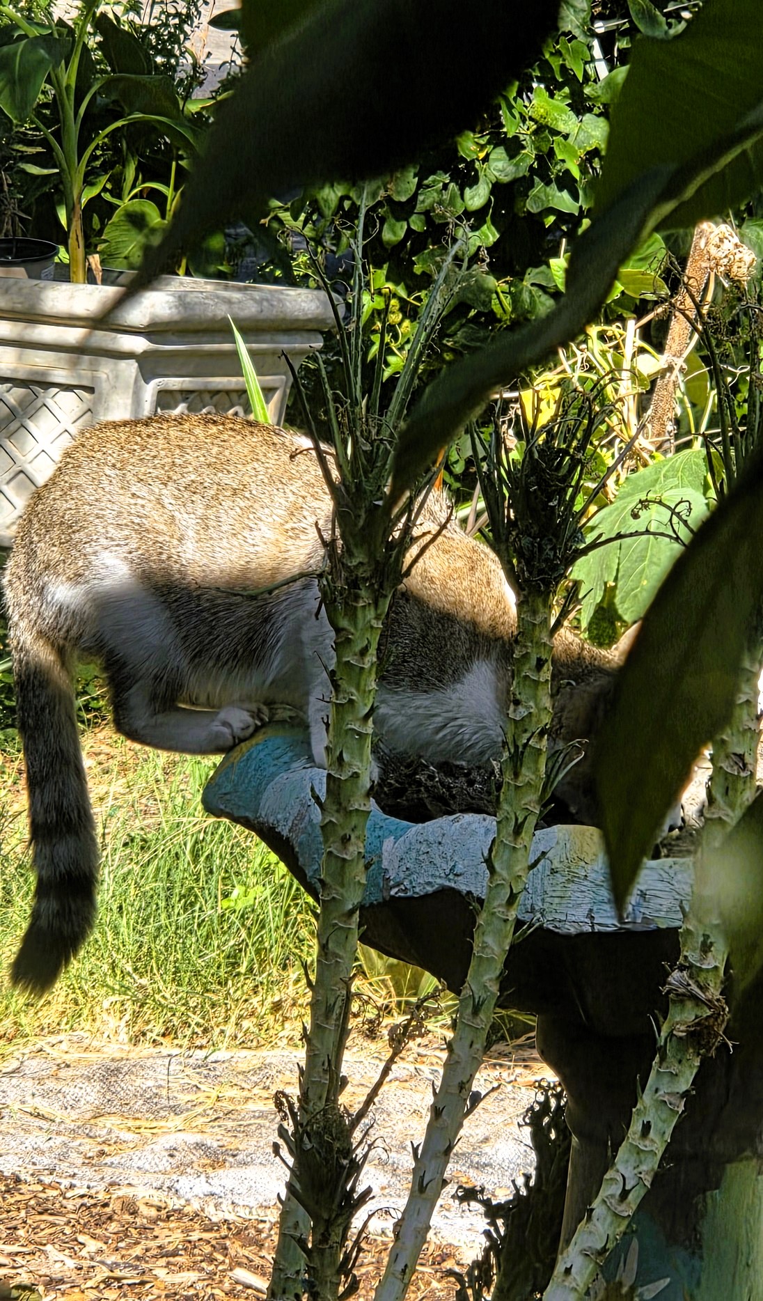 A neighborhood cat getting a drink from the garden birdbath
