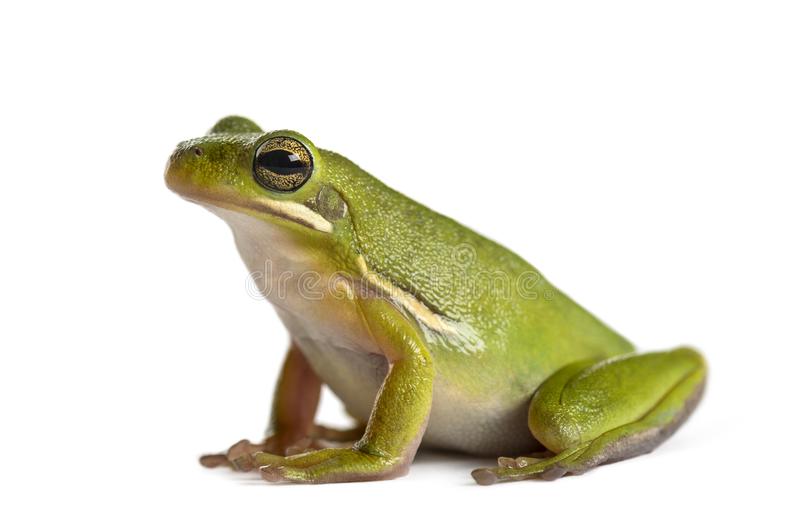 frog.jpg