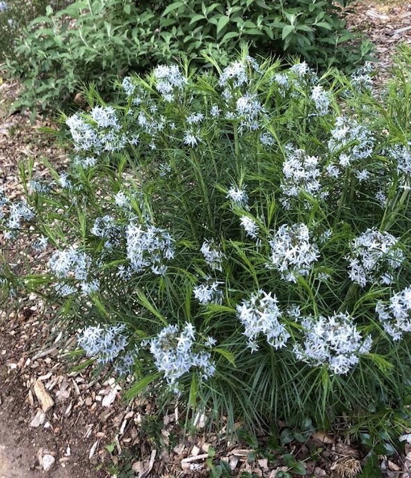 Arkansas Amsonia