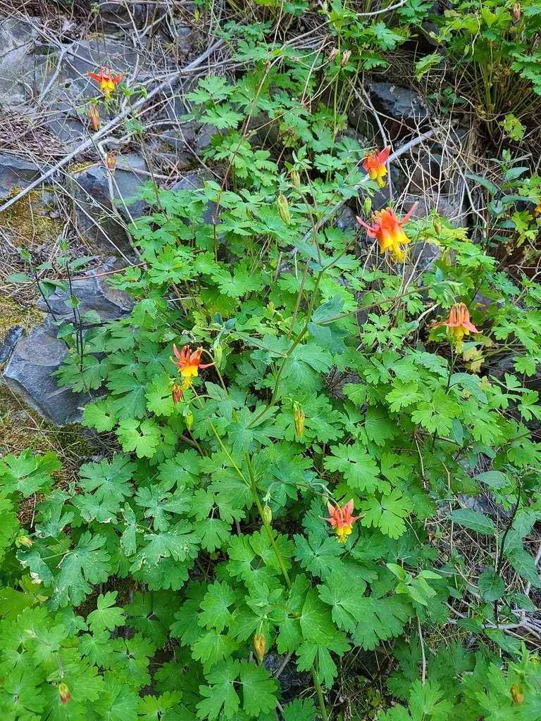 Wild Columbine