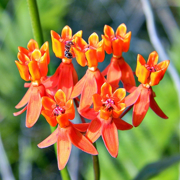 Milkweed - Asclepias species, NC native butterfly host plant