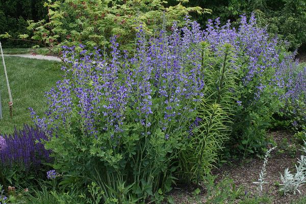 Wild Blue Indigo