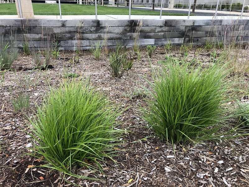 Native Carex sedge