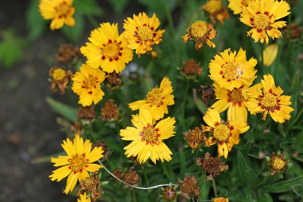 Lanceleaf Coreopsis - Coreopsis lanceolata