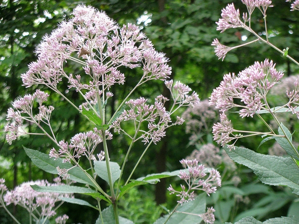 Joe-Pye Weed