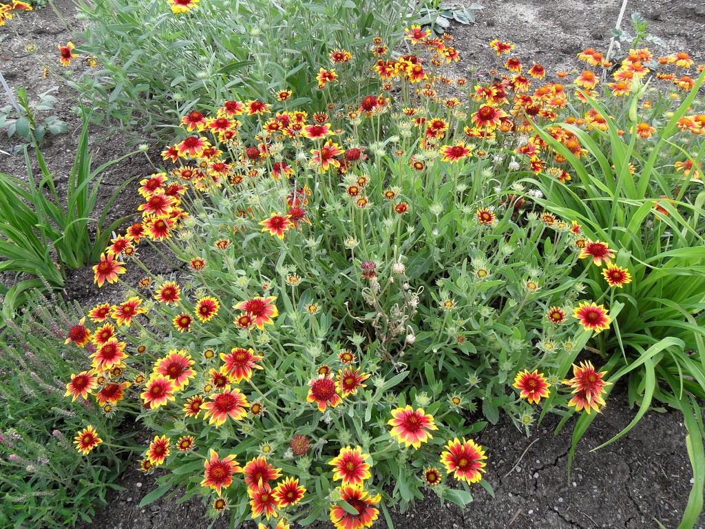 Blanket Flower