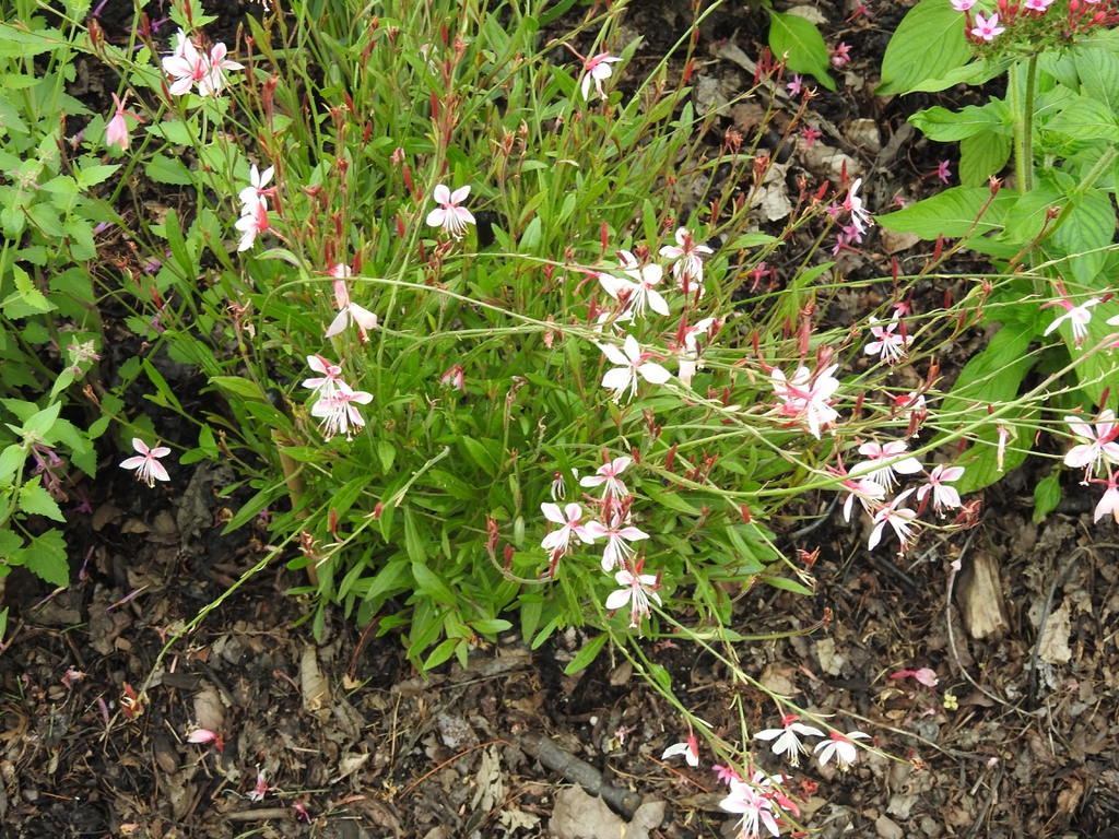 Gaura / Beeblossom