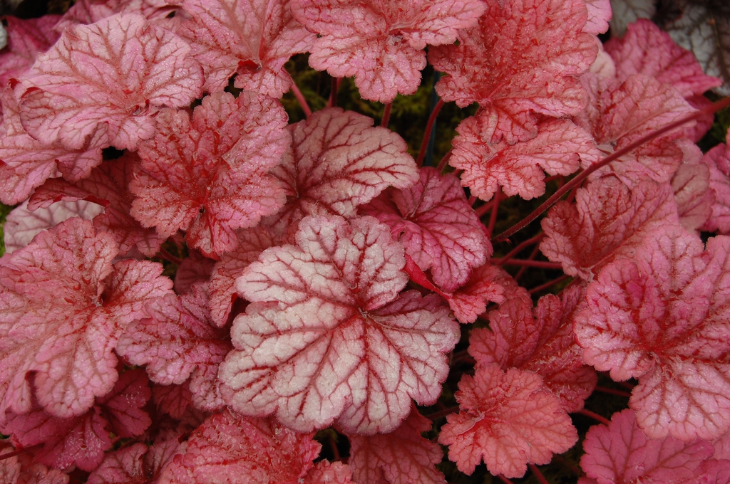 Alumroot