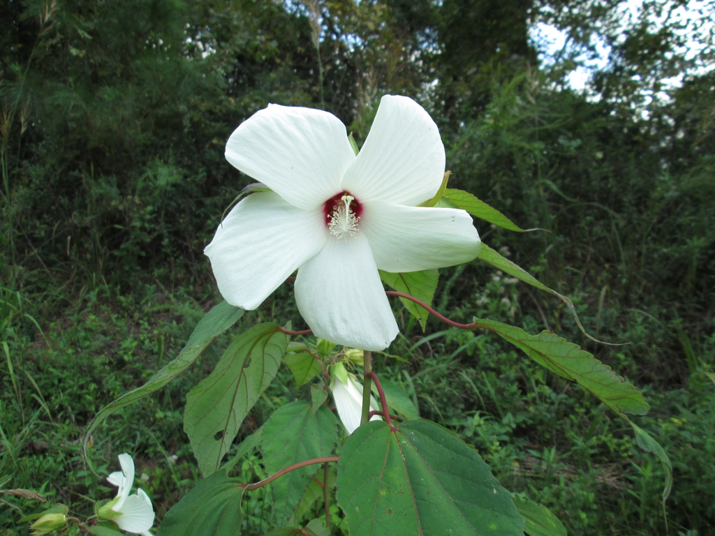 Swamp Rose Mallow