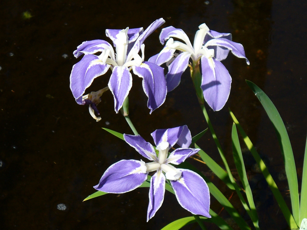 Blue Flag Iris - Iris virginica
