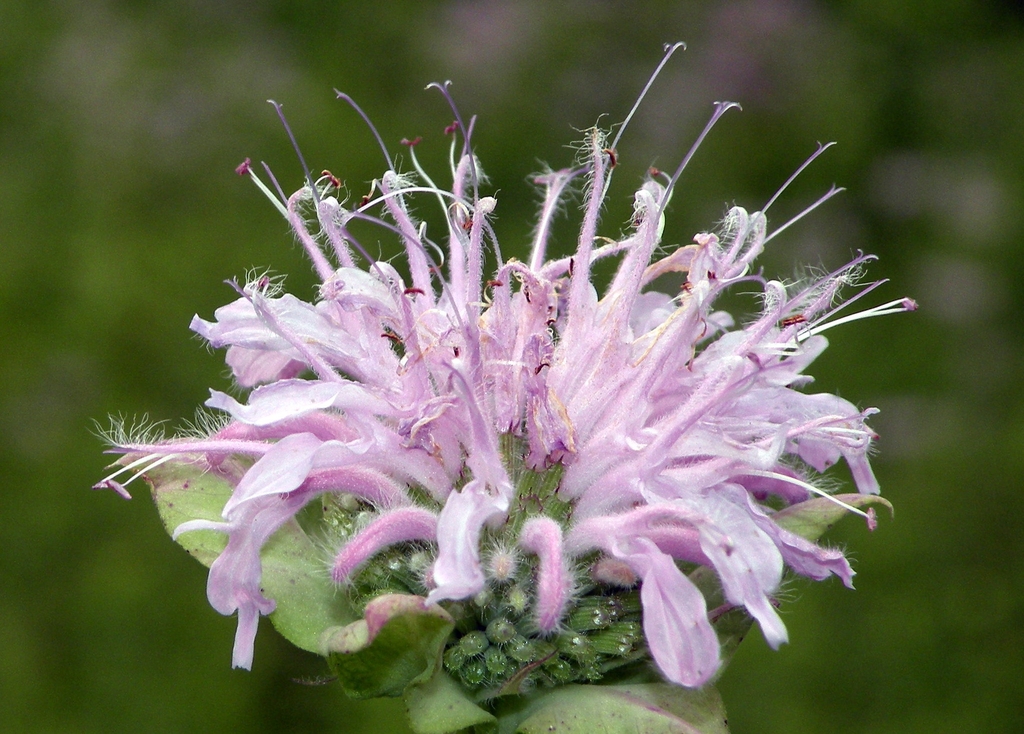 Wild Bergamot